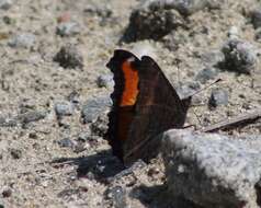 Image of Milbert's Tortoiseshell