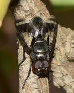 Image de Euthera fascipennis (Loew 1854)