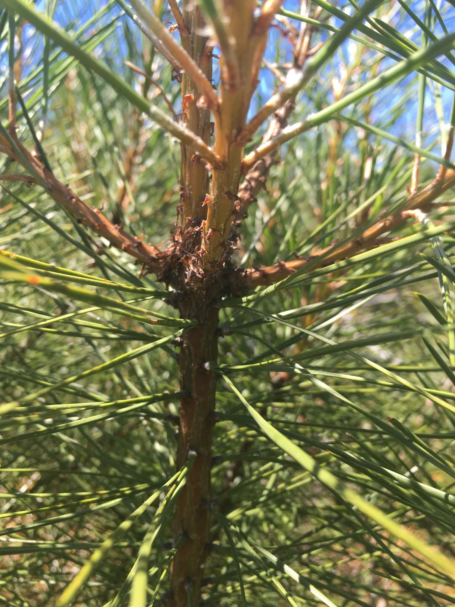 Imagem de Pinus attenuata Lemmon