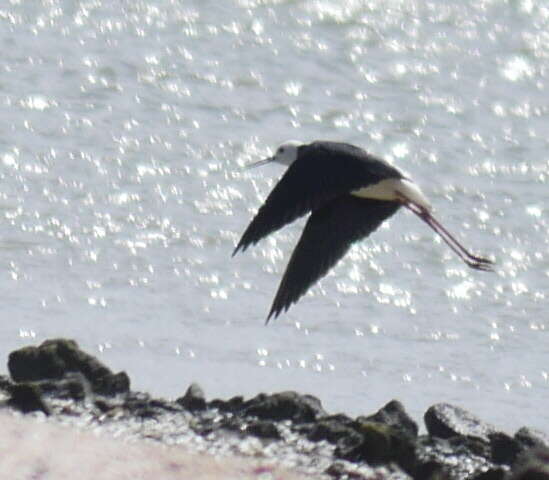 Image of Pied Stilt