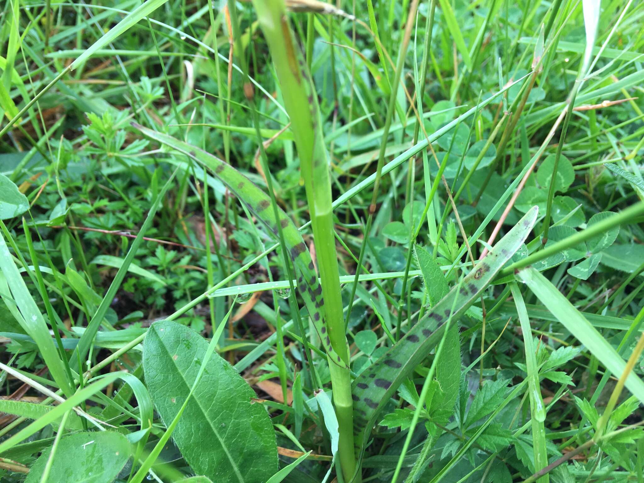 Image de Dactylorhiza maculata subsp. ericetorum (E. F. Linton) P. F. Hunt & Summerh.