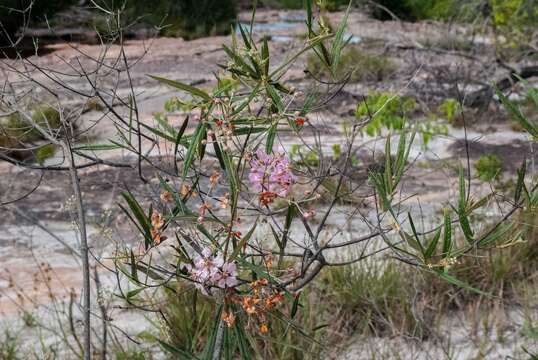 صورة Banisteriopsis angustifolia (A. Juss.) B. Gates