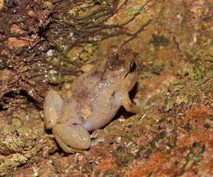 Image of Ornate Frog