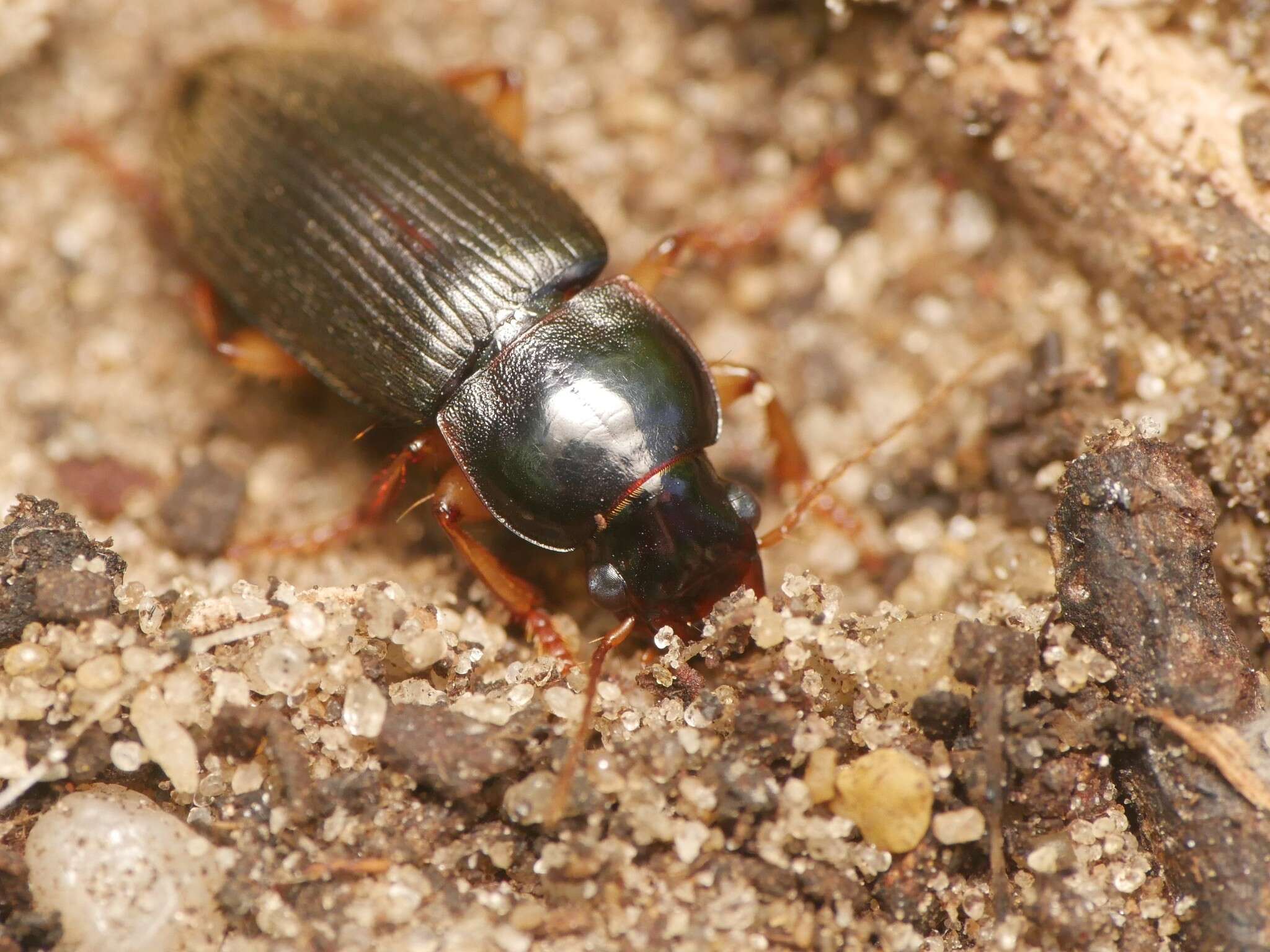 Imagem de Harpalus (Pseudoophonus) griseus (Panzer 1796)