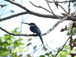 Image of Paradise Jacamar