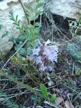 Image of Phelipanche mutelii (F. W. Schultz) Pomel