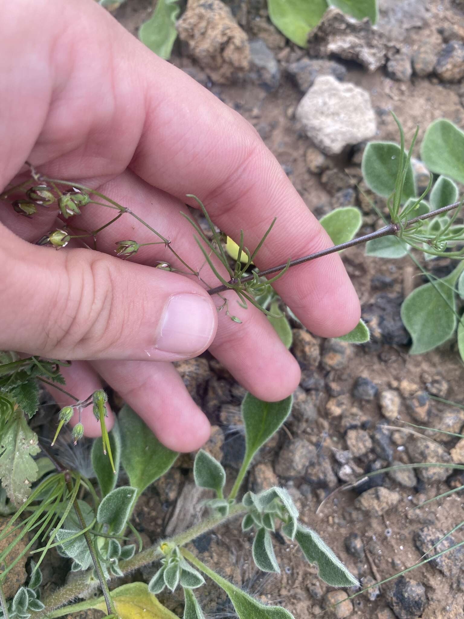 Image of Spergularia flaccida (Madden) I. M. Turner