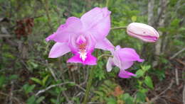 Image of Bletia catenulata Ruiz & Pav.