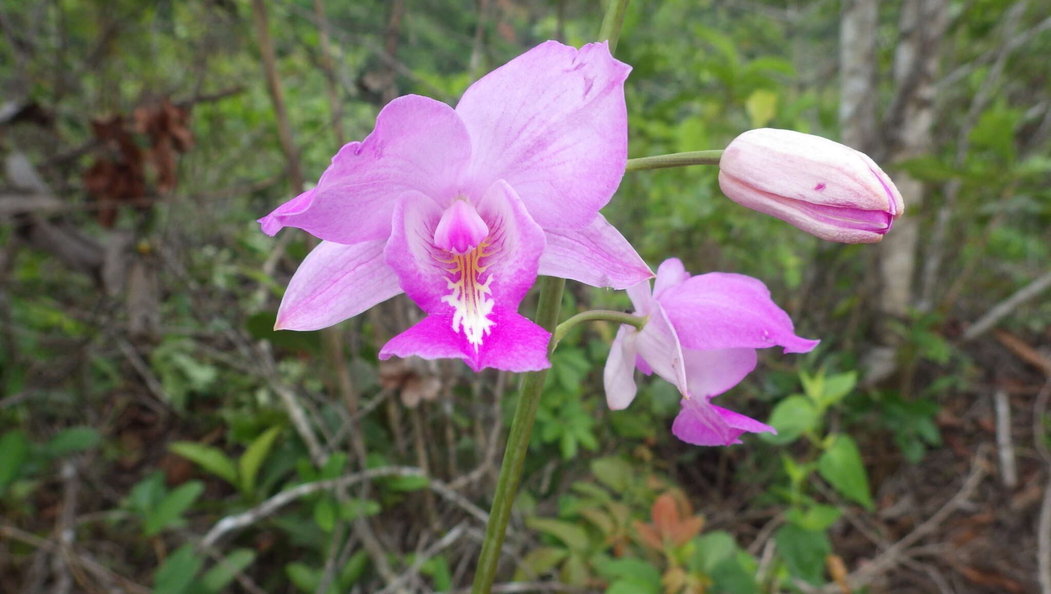 Bletia catenulata Ruiz & Pav. resmi