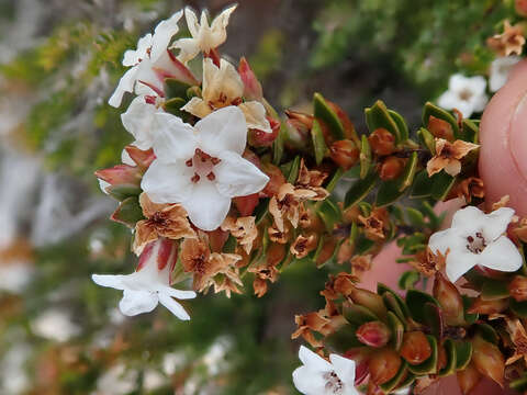 Image of Epacris myrtifolia Labill.