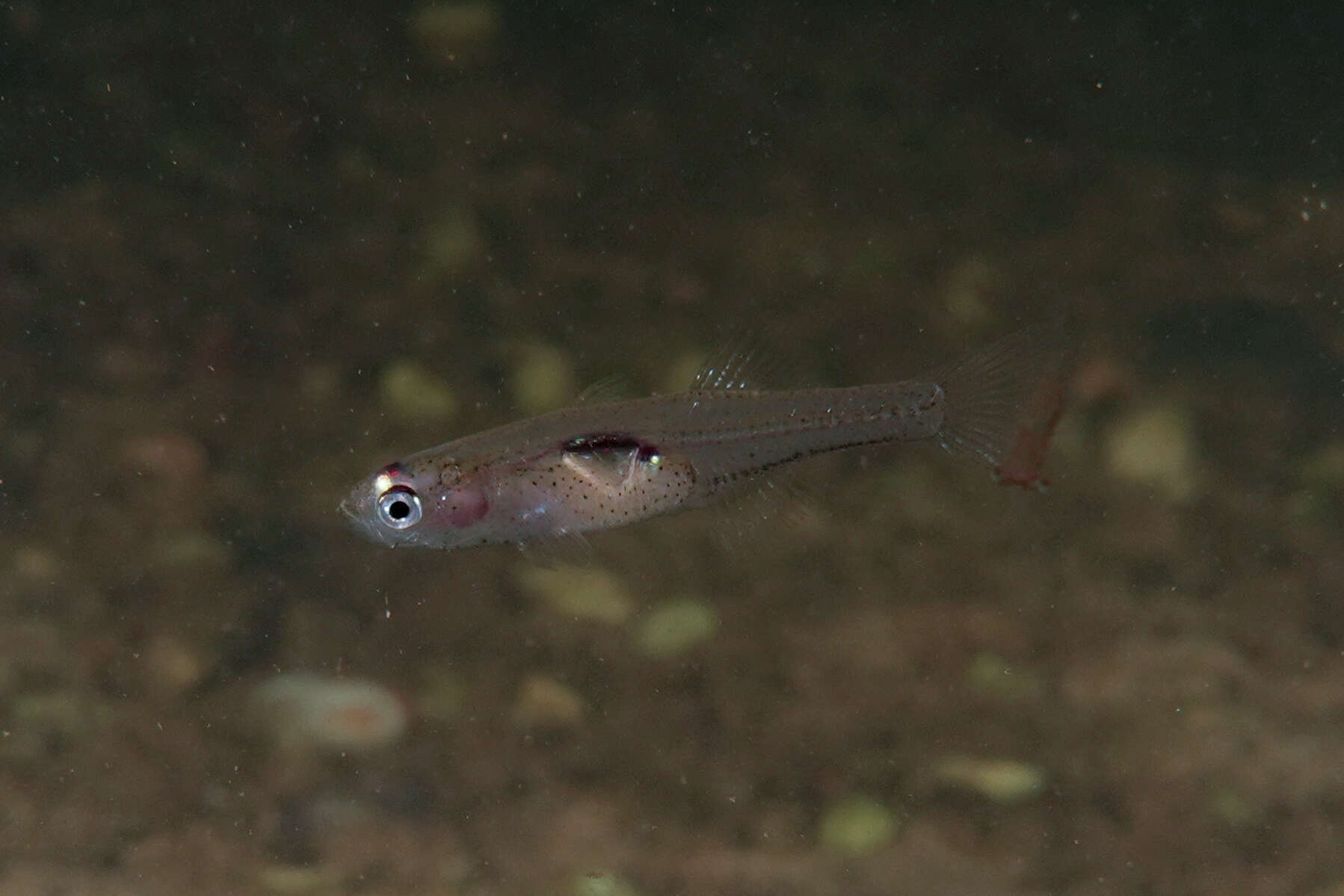 Image of Glass goby