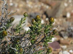 صورة Pteronia villosa L. fil.