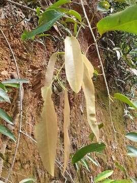 Image of Hypserpa laurina (F. Müll.) Diels