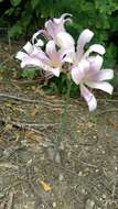 Image of resurrection lily