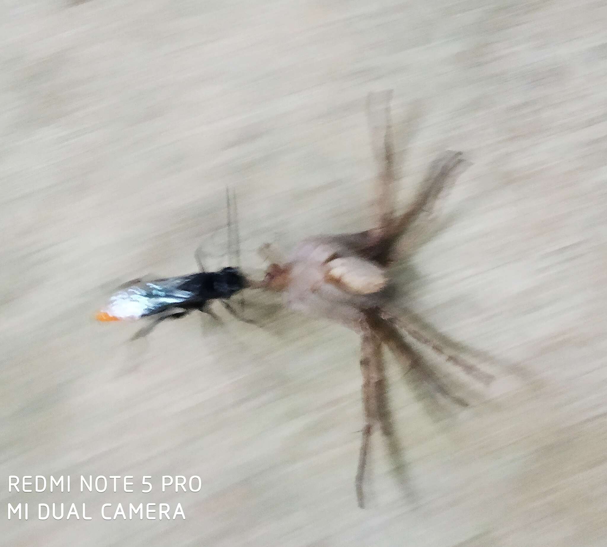 Image of Spider wasp