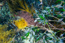 Image of Forster&#39;s weedfish