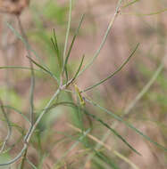 Image de Thelesperma flavodiscum (Shinners) B. L. Turner