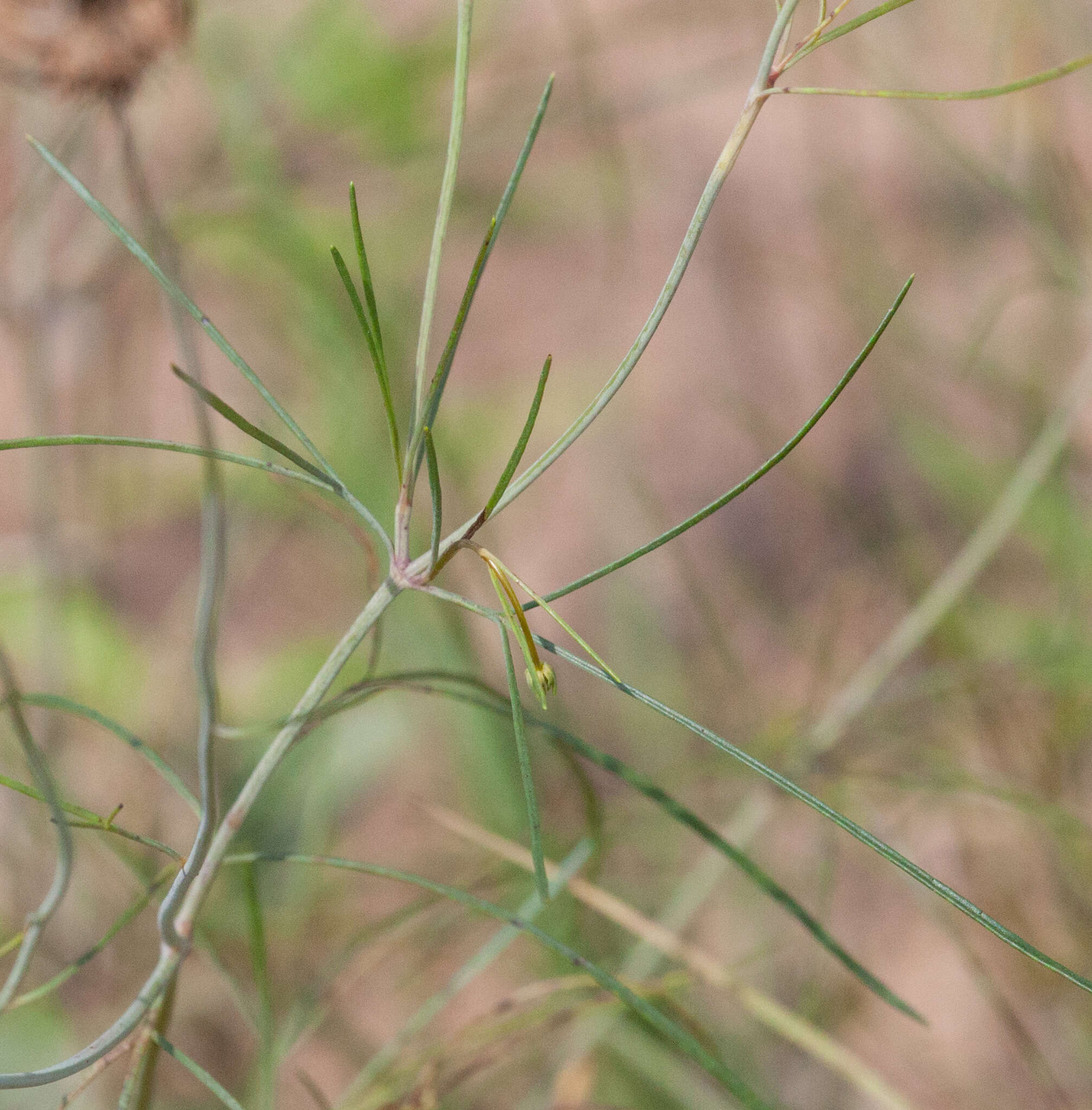 Image de Thelesperma flavodiscum (Shinners) B. L. Turner