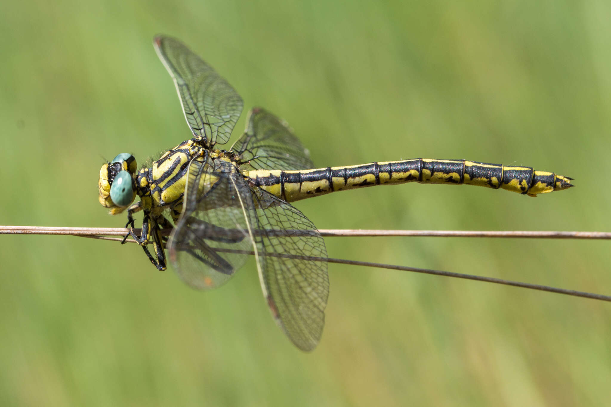 صورة Gomphus simillimus Selys 1840