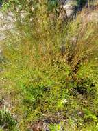 Image of pineland pinweed