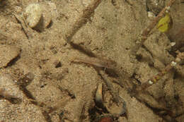 Image of Flat-backed goby