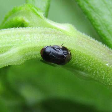 Image of Sunflower Spittlebug