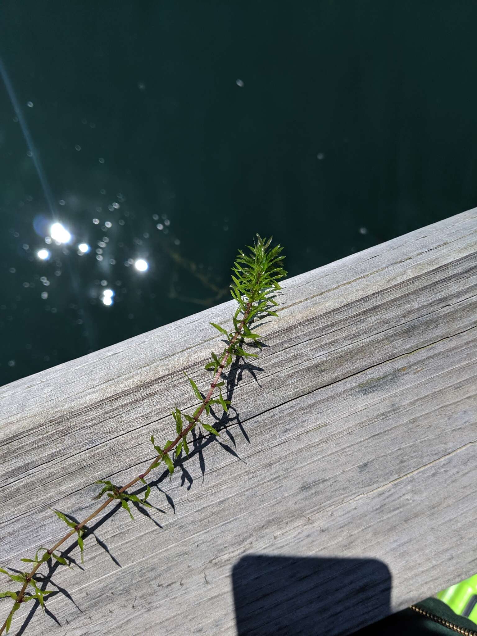 Image of western waterweed