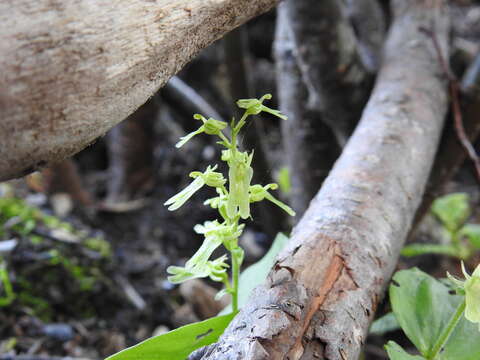 Neottia auriculata (Wiegand) Szlach. resmi