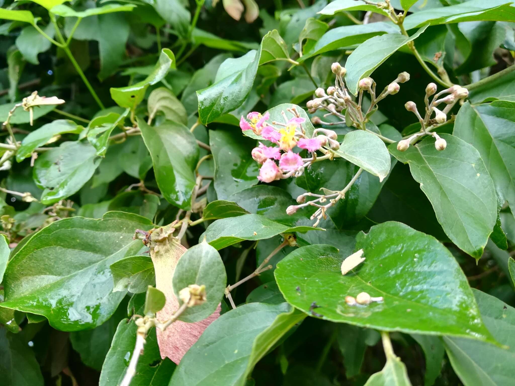 Plancia ëd Banisteriopsis muricata (Cav.) Cuatrec.