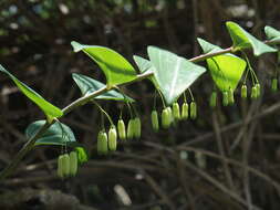 Image of Polygonatum arisanense Hayata