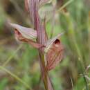 Image of Serapias orientalis subsp. siciliensis Bartolo & Pulv.