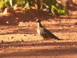 Image of Partridge Pigeon