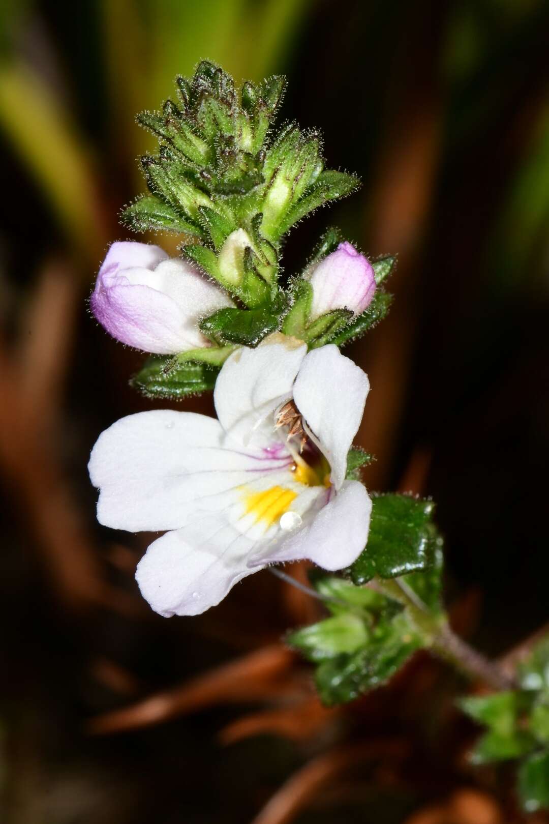 Imagem de Euphrasia amplidens W. R. Barker