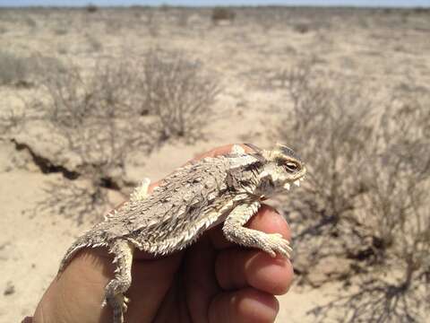 Image of Cedros Island Horned Lizard