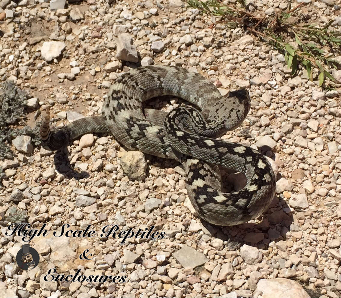 Imagem de Crotalus ornatus Hallowell 1854