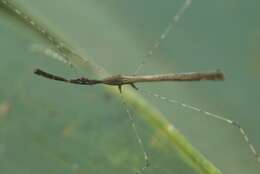 Image of Eugubinus reticolus Distant 1915