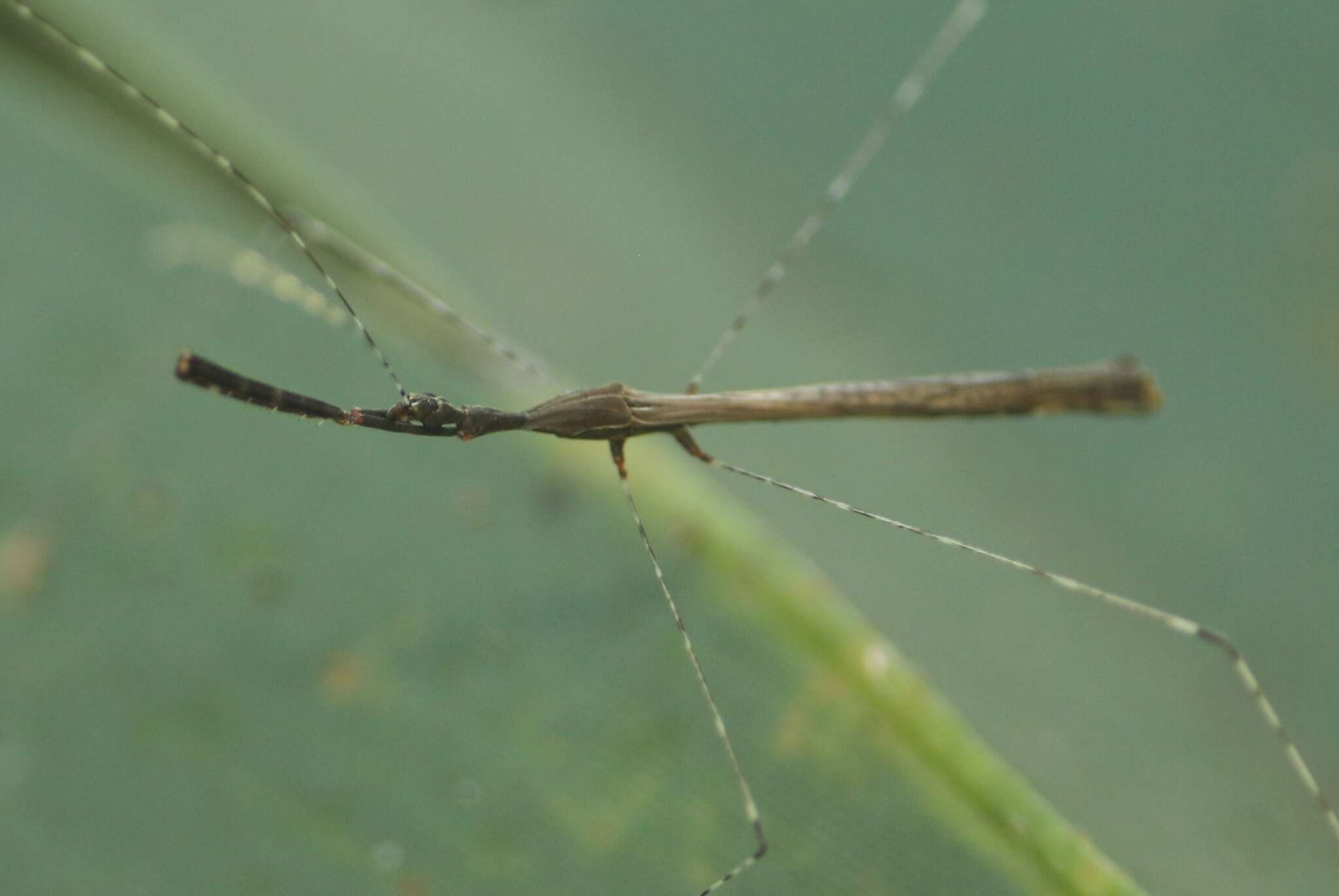 Image of Eugubinus reticolus Distant 1915