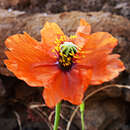 Image of Papaver gorgoneum Cout.