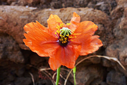 Image of Papaver gorgoneum Cout.