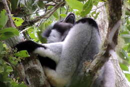 Image of indri