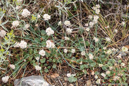 Imagem de Eriogonum nudum var. scapigerum (Eastwood) Jeps.