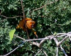 Image of Golden Lion Tamarin