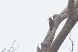 Image of Fire-bellied Woodpecker