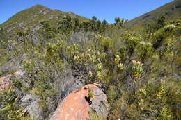 Image of Leucospermum winteri J. P. Rourke