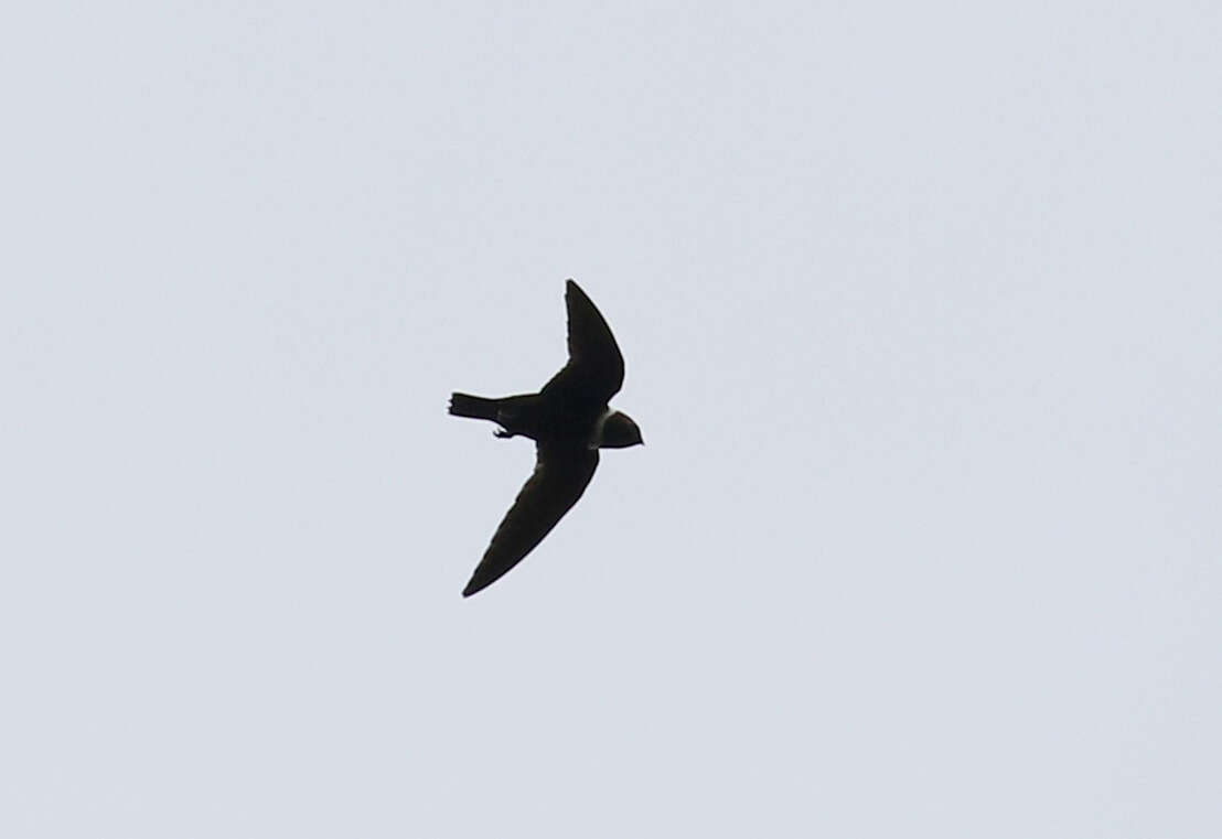 Image of White-collared Swift