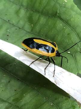 صورة Arocera aequinoxialis (Westwood 1837)