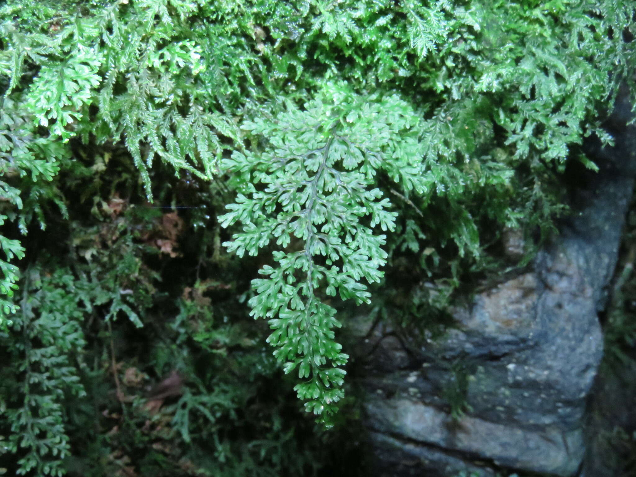 Imagem de Hymenophyllum polyanthos (Sw.) Sw.