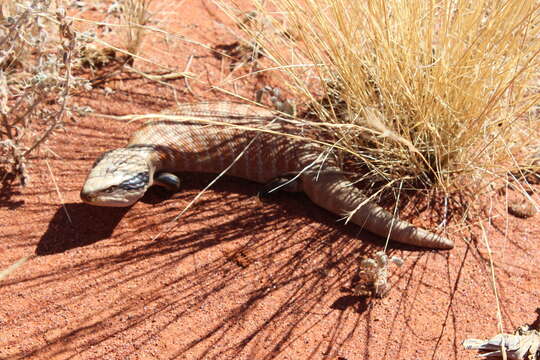 صورة Tiliqua multifasciata Sternfeld 1919