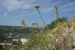 Image of Dianthus pseudarmeria M. Bieb.