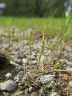 صورة Plantago pusilla Nuttall